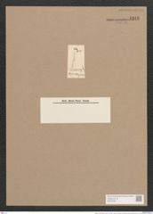 Nitzschia spiralis (Kuetz.) Rabh. (de-Toni-Nr.: Genus 47, Species 2153) Zeichnungen Sammlung Grunow Nr. 4346 (NHMW-BOT-W0372391)